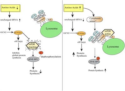 Frontiers Amino Acid Sensing Via General Control Nonderepressible